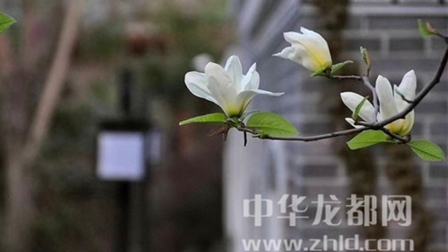 淮陽蓮舍，多了一份味道