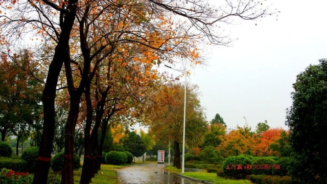 詩(shī)情畫意！秋冬之交一場(chǎng)雨 別樣周口落葉美