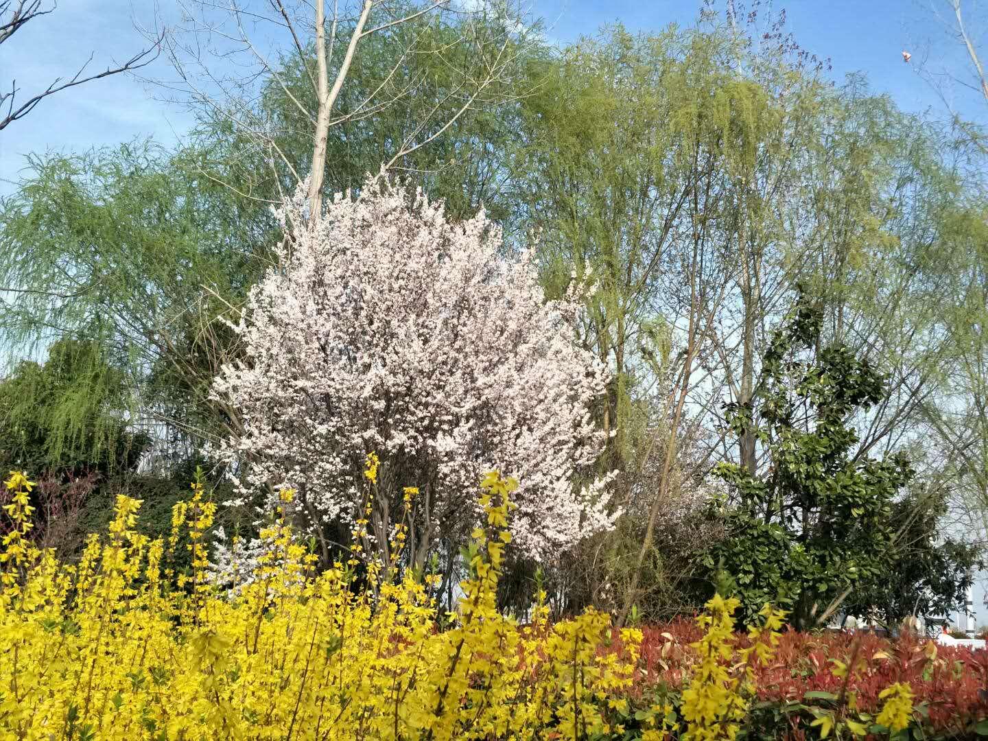 春天里，我們一起來看花