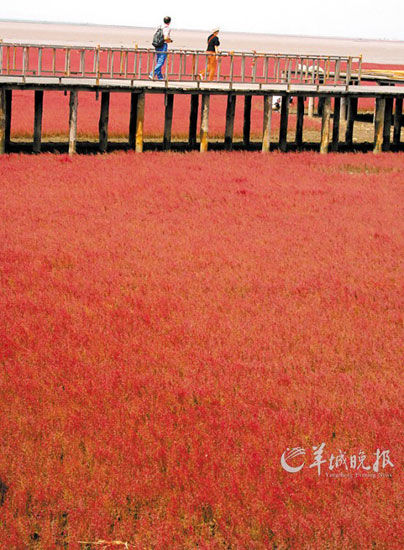 遼寧盤錦紅海灘，面積達(dá)9萬畝