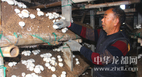 周口項城：食用菌種植基地內(nèi)，工人正在查看雙孢菇長勢